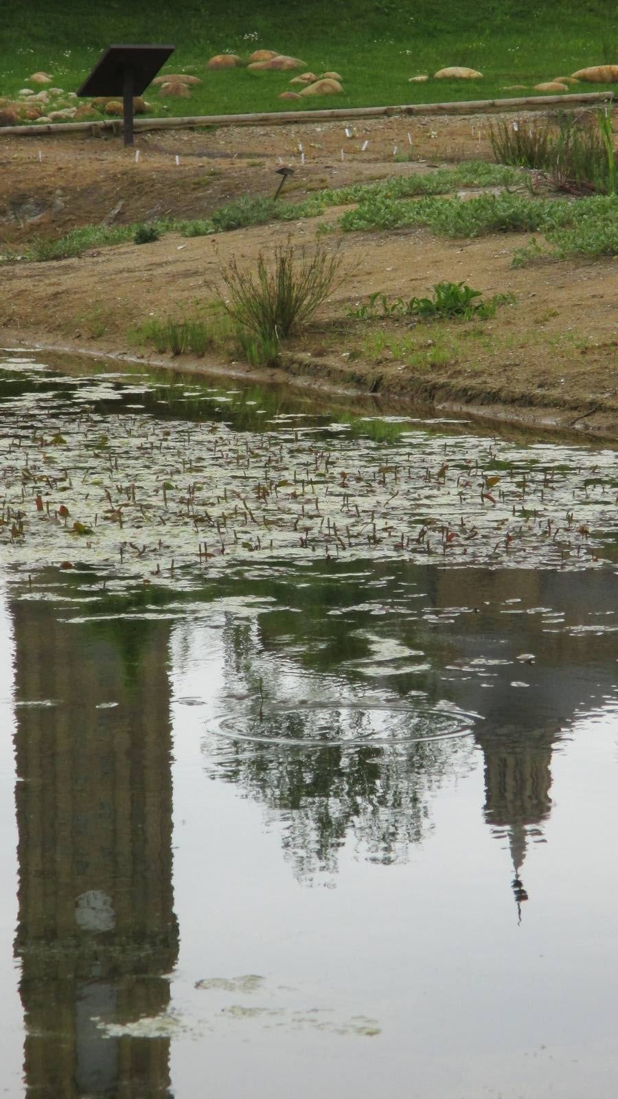 Maraton fotográfico en el Botánico (Infantil)