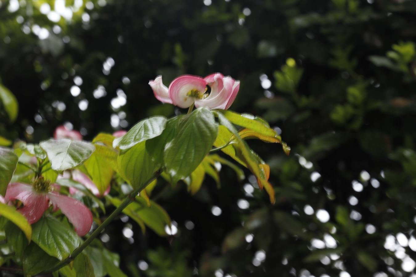 Maraton fotográfico en el Botánico (Infantil)