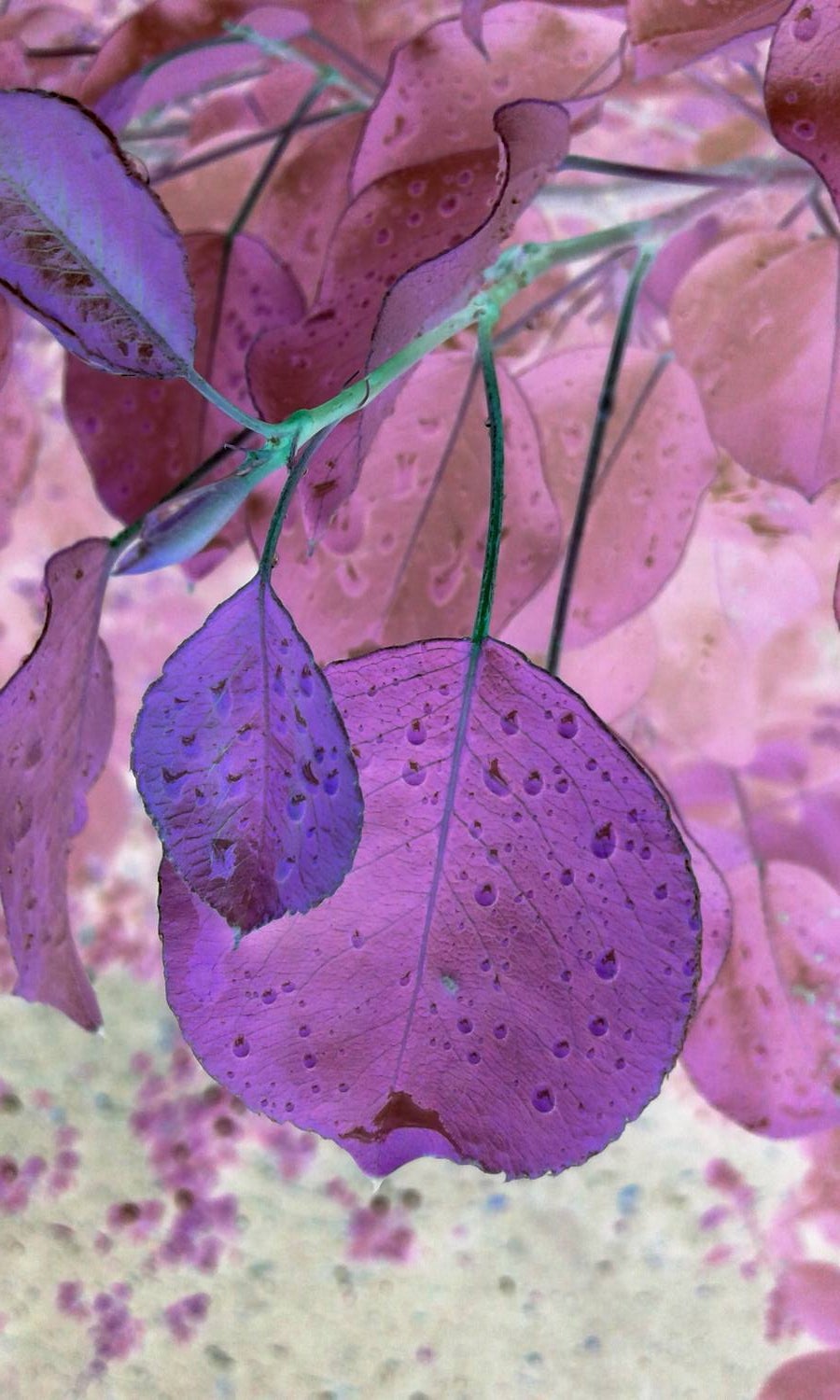 Maraton fotográfico en el Botánico (Infantil)