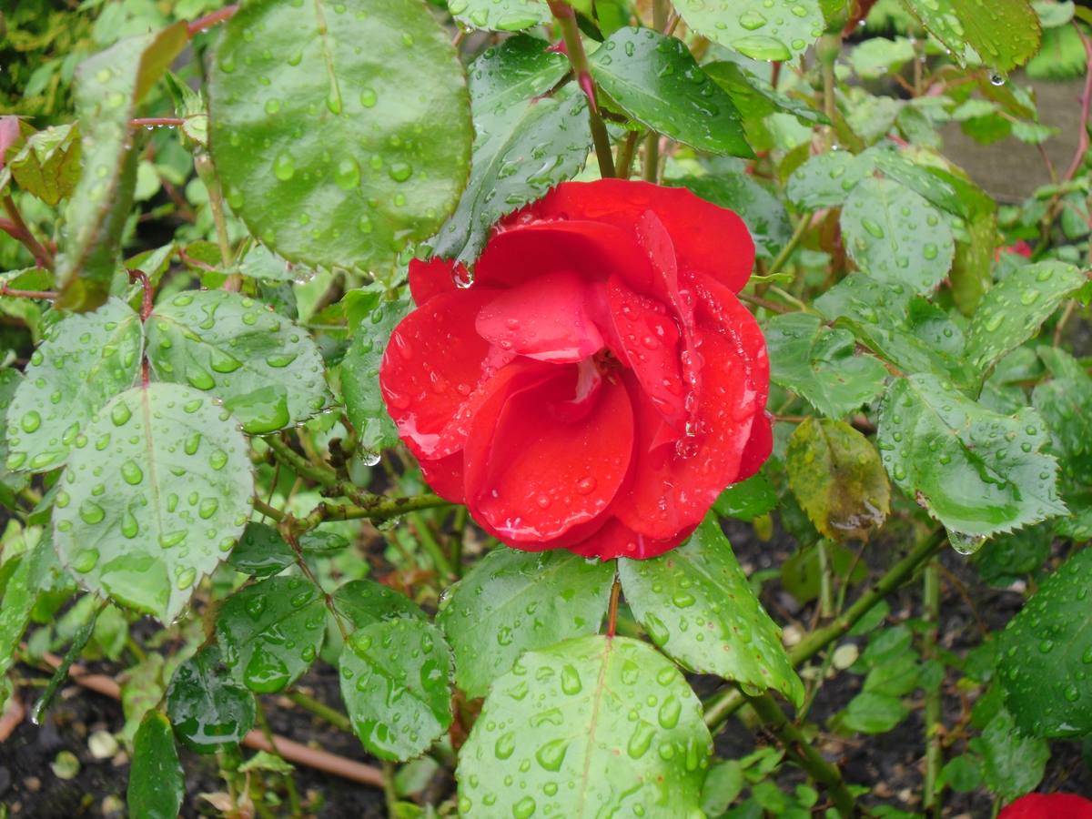 Maraton fotográfico en el Botánico (Infantil)