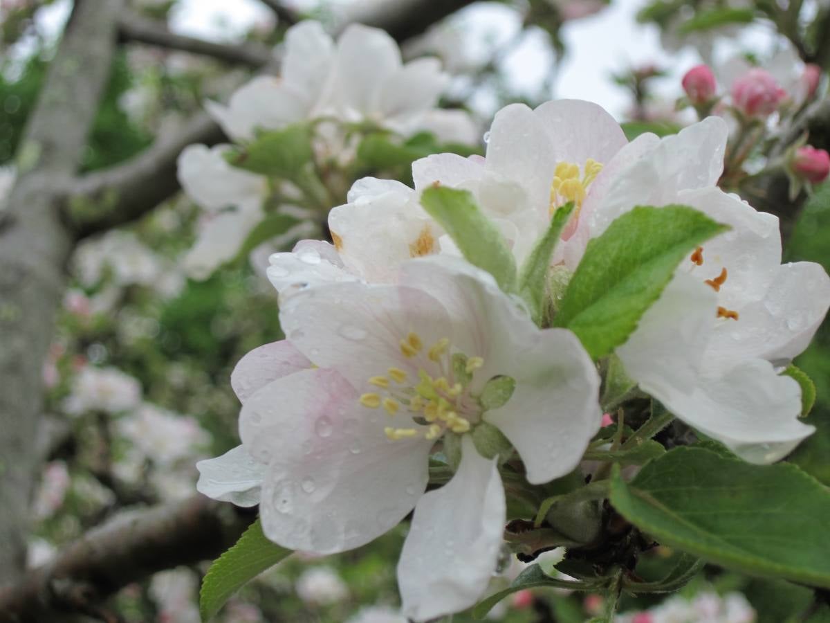 Maraton fotográfico en el Botánico (Infantil)