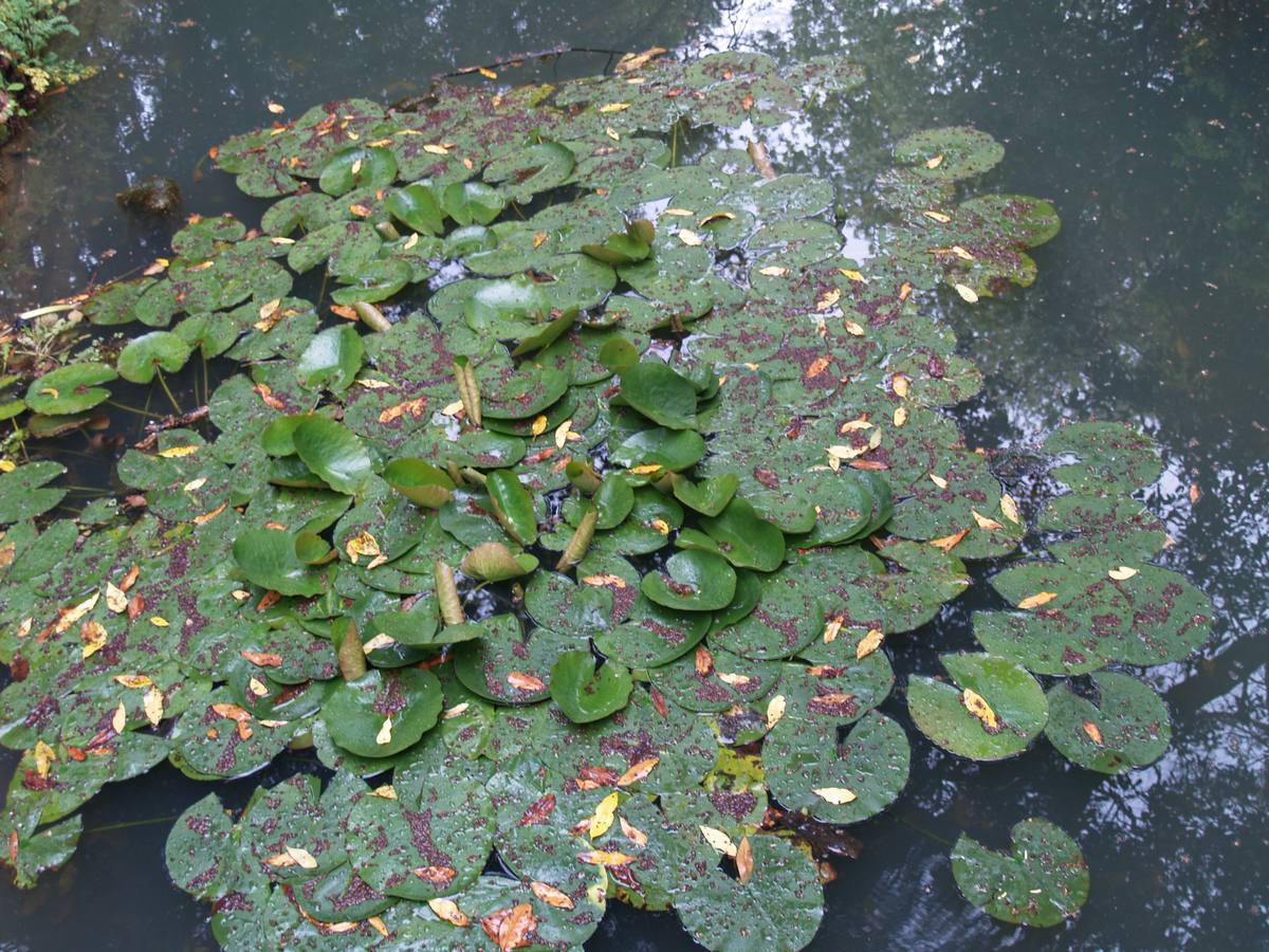 Maraton fotográfico en el Botánico (Infantil)