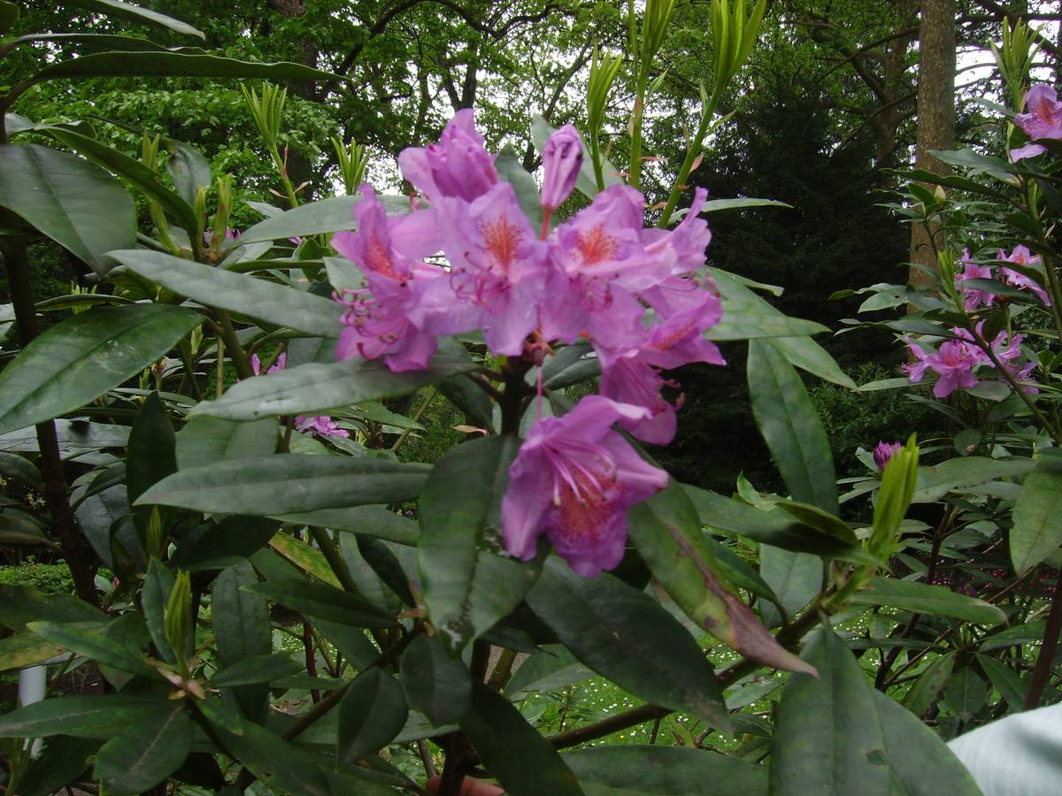 Maraton fotográfico en el Botánico (Infantil)