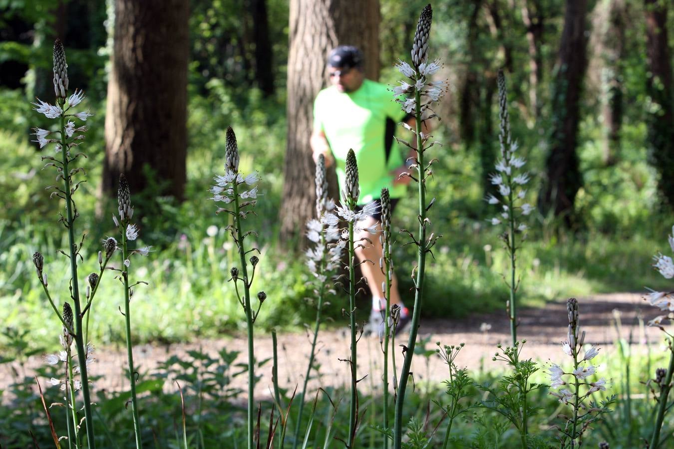 La Acebera, la mayor finca de uso público del centro de Asturias