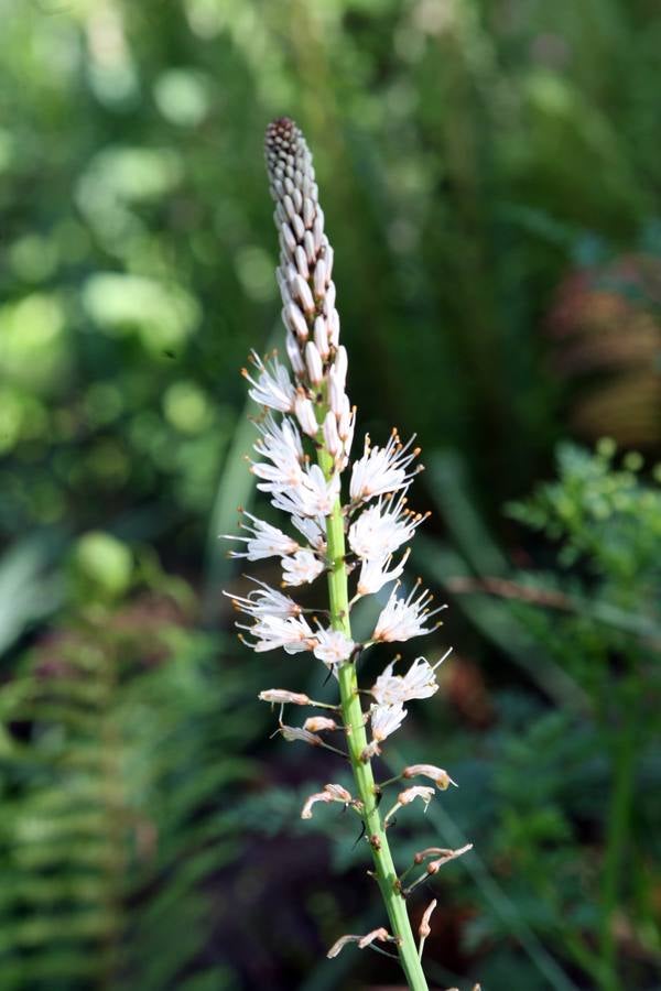 La Acebera, la mayor finca de uso público del centro de Asturias