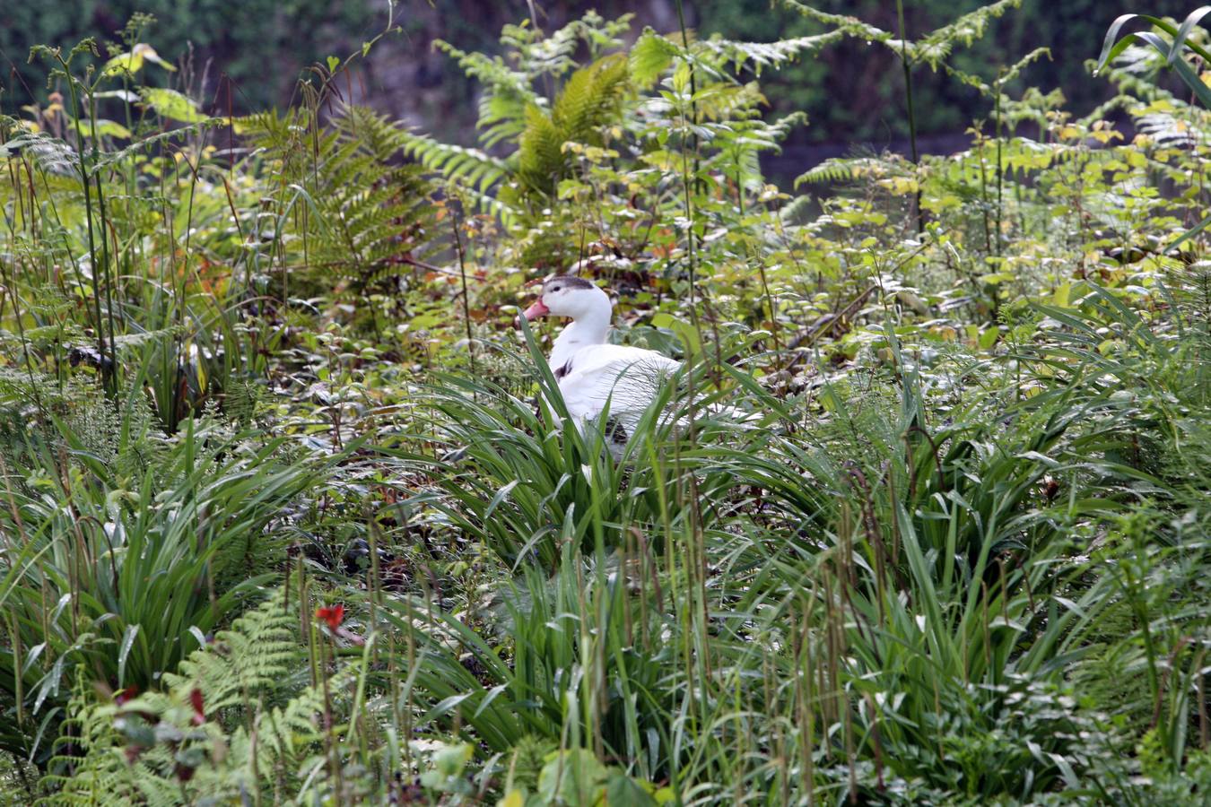 La Acebera, la mayor finca de uso público del centro de Asturias