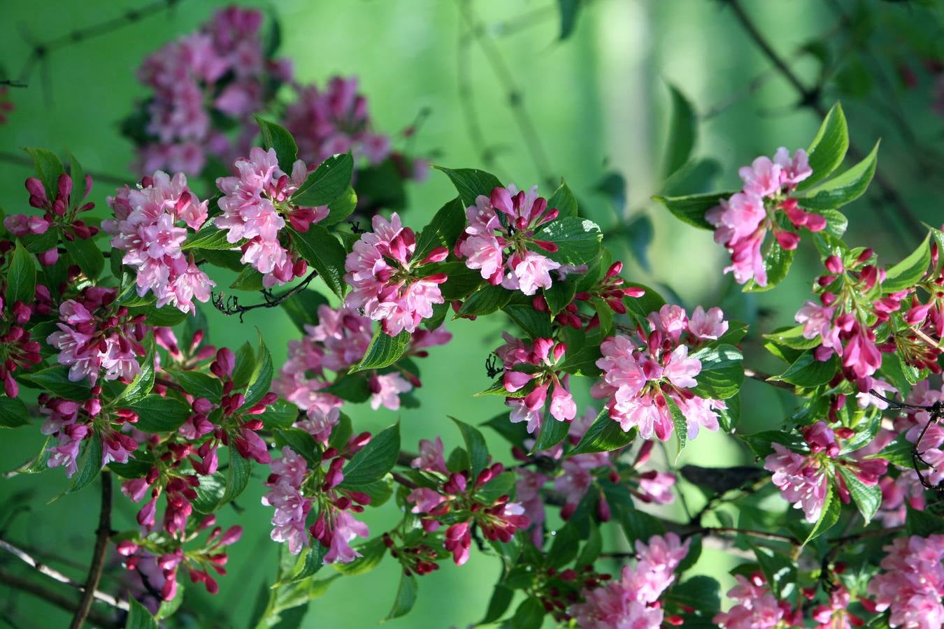 La Acebera, la mayor finca de uso público del centro de Asturias