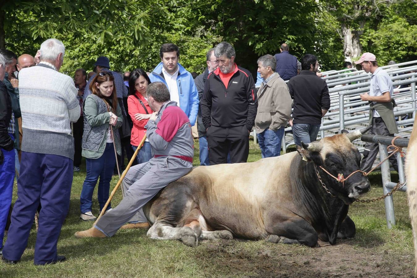 Certamen ganadero de Corao