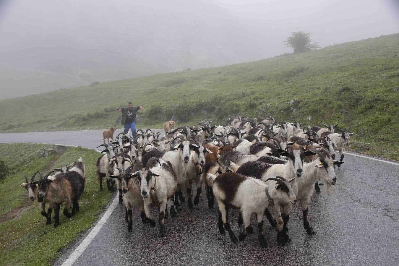 Los Picos de Europa se abren al ganado