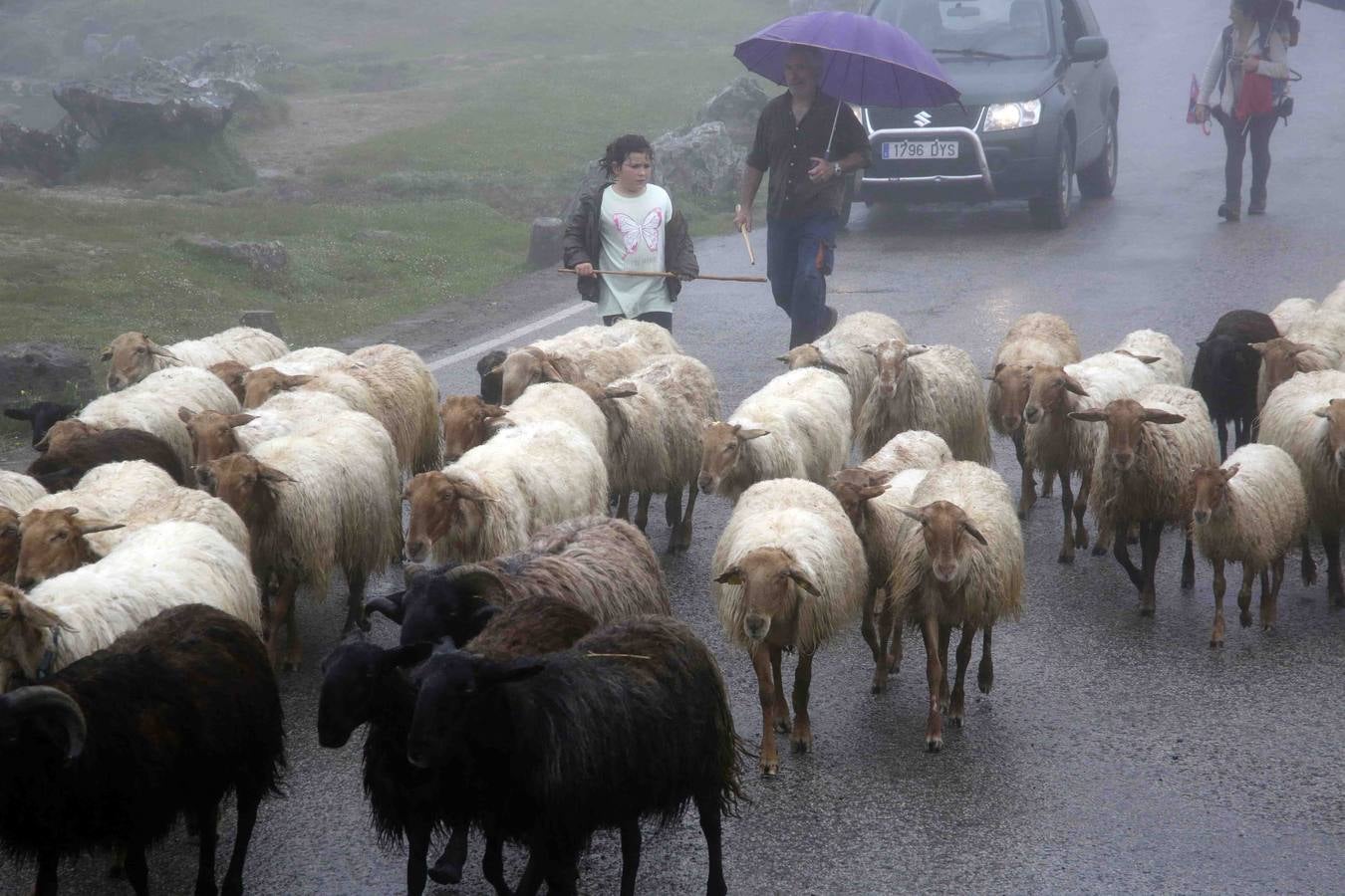 Los Picos de Europa se abren al ganado