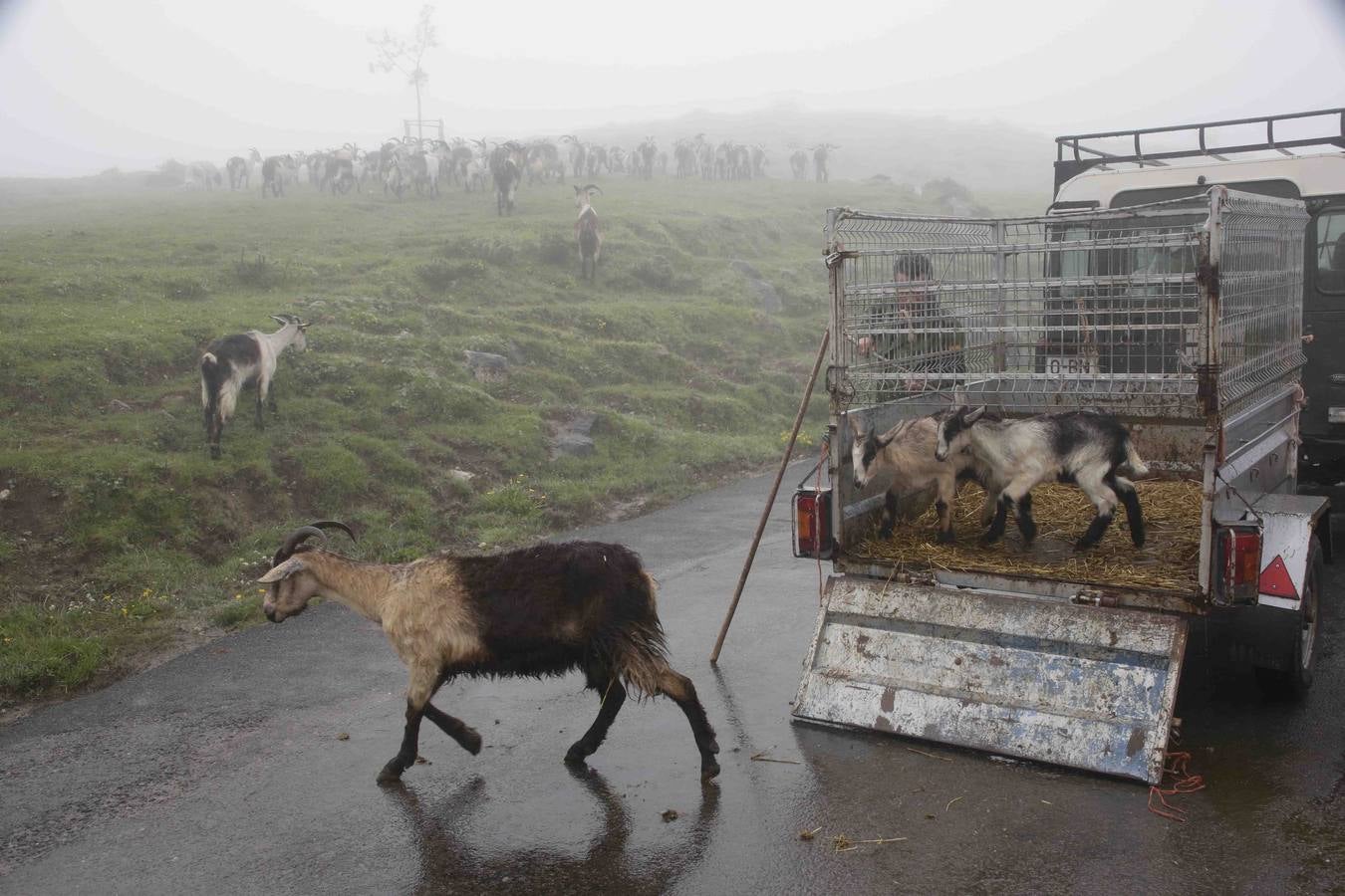 Los Picos de Europa se abren al ganado