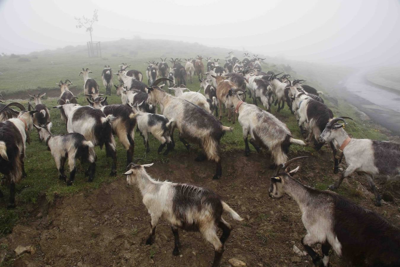 Los Picos de Europa se abren al ganado