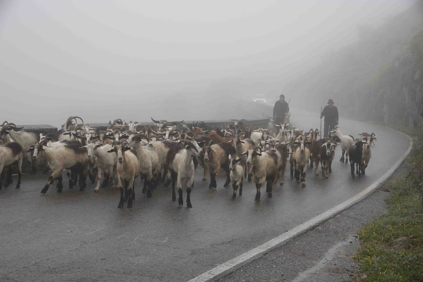 Los Picos de Europa se abren al ganado