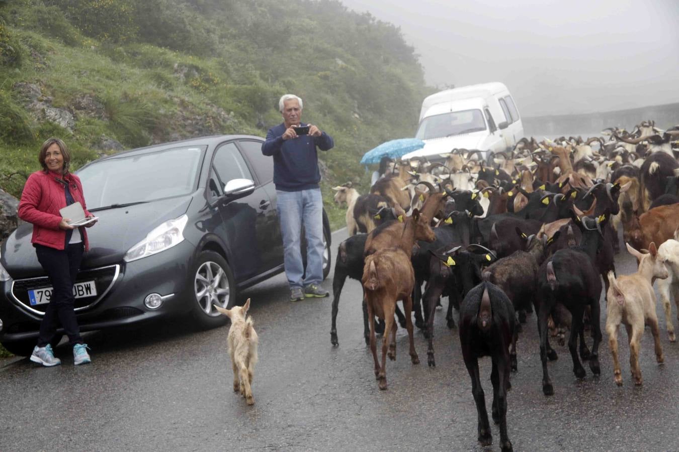 Los Picos de Europa se abren al ganado