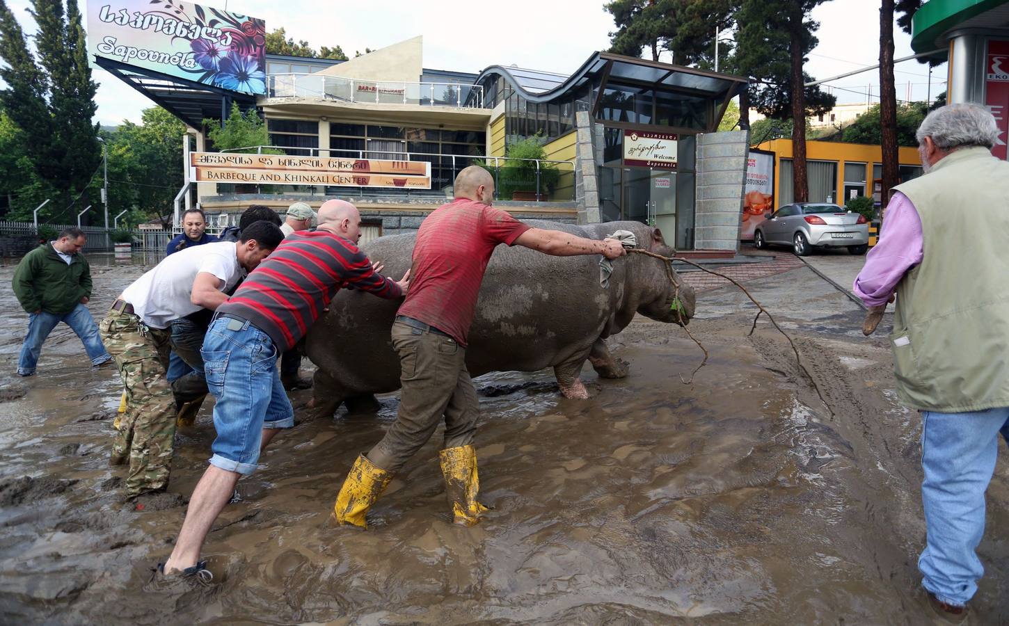 Las fieras del zoo, de &#039;paseo&#039; por el centro de Tiflis