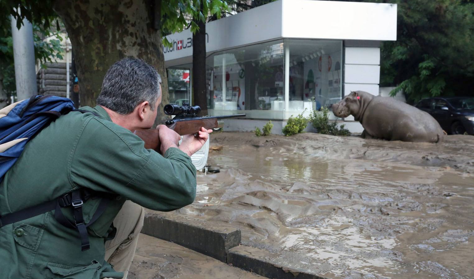 Las fieras del zoo, de &#039;paseo&#039; por el centro de Tiflis