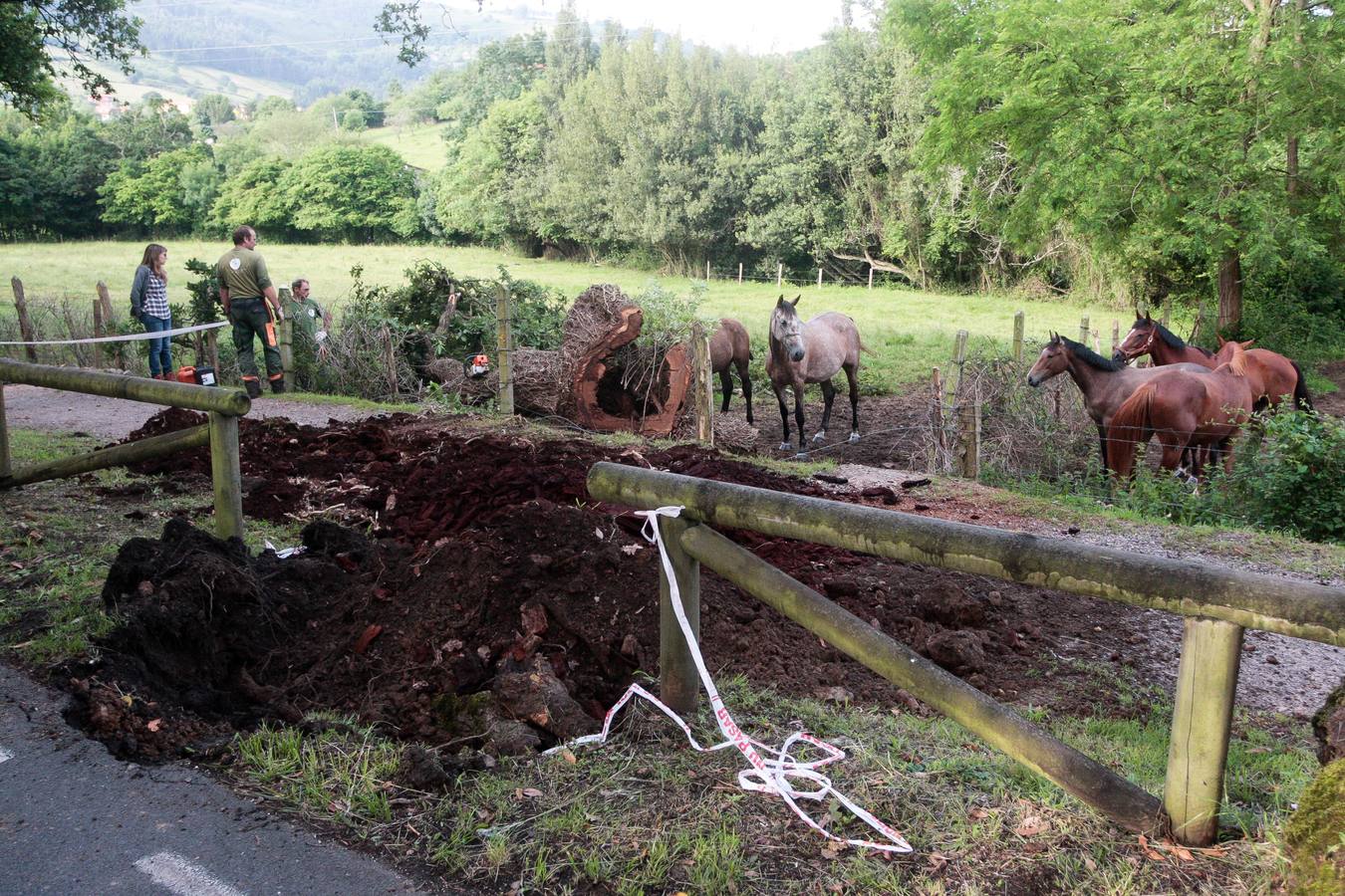 Adiós a un árbol centenario