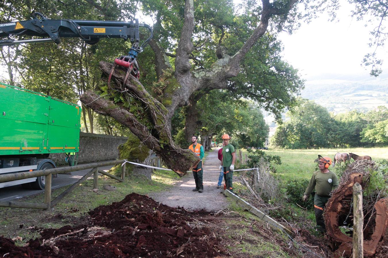 Adiós a un árbol centenario