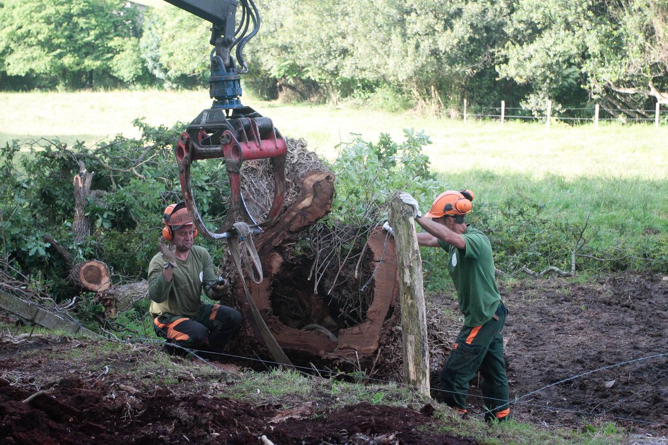 Adiós a un árbol centenario