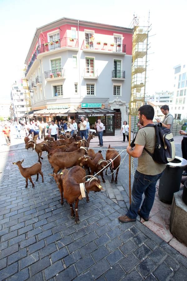 Las cabras toman Gascona