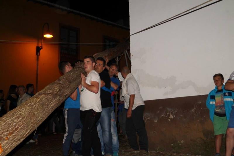 Cangas del Narcea vive la &#039;fiesta del Arbolón&#039;