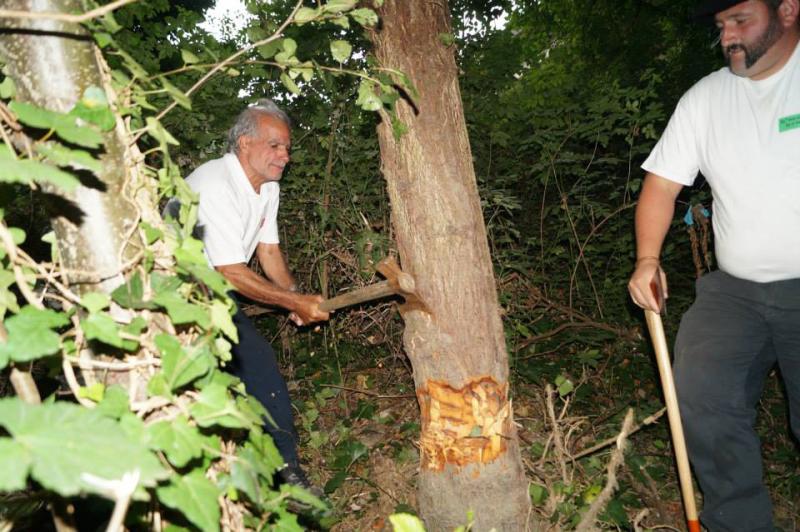 Cangas del Narcea vive la &#039;fiesta del Arbolón&#039;