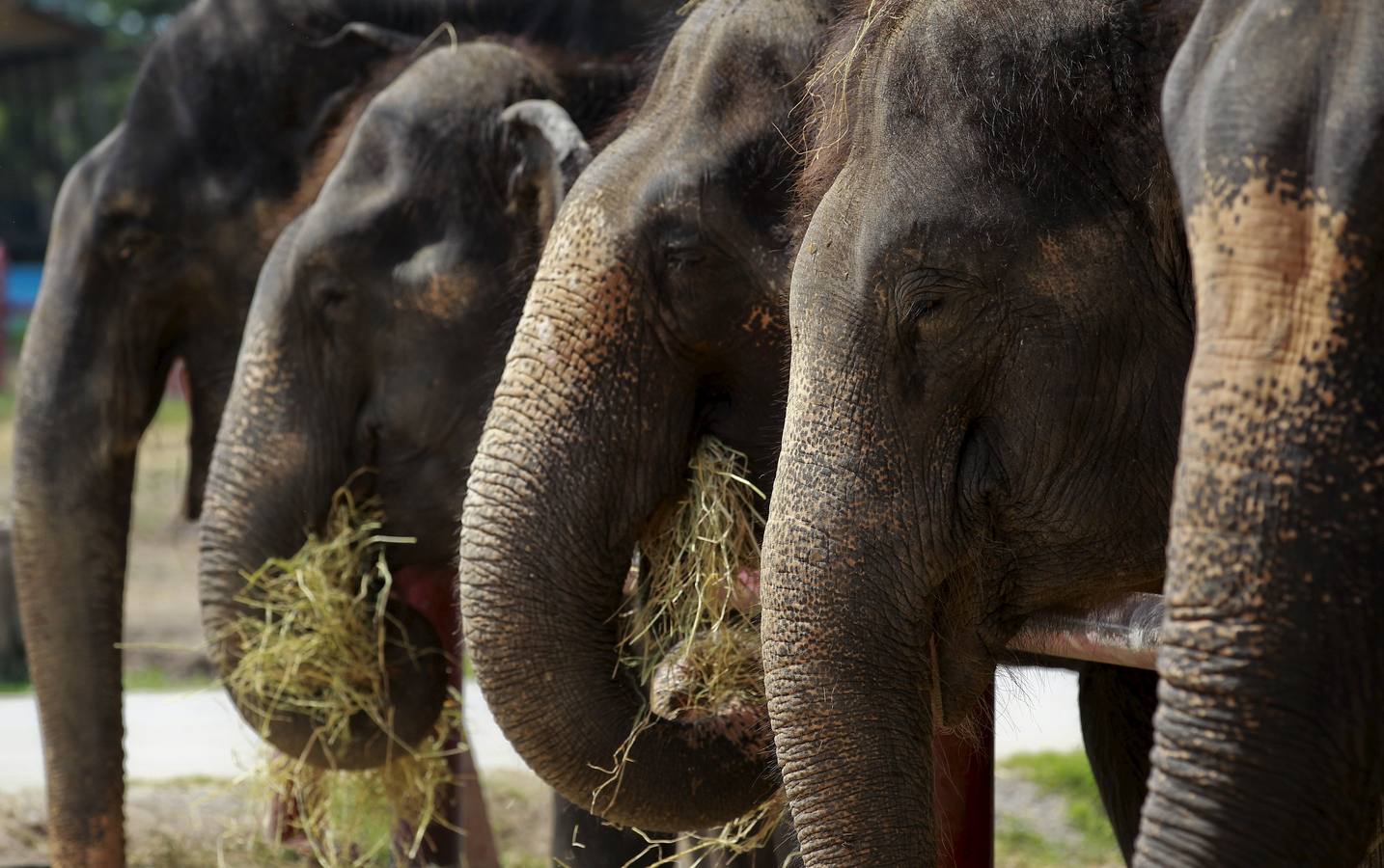 Tailandia celebra el Día Mundial de los Elefantes