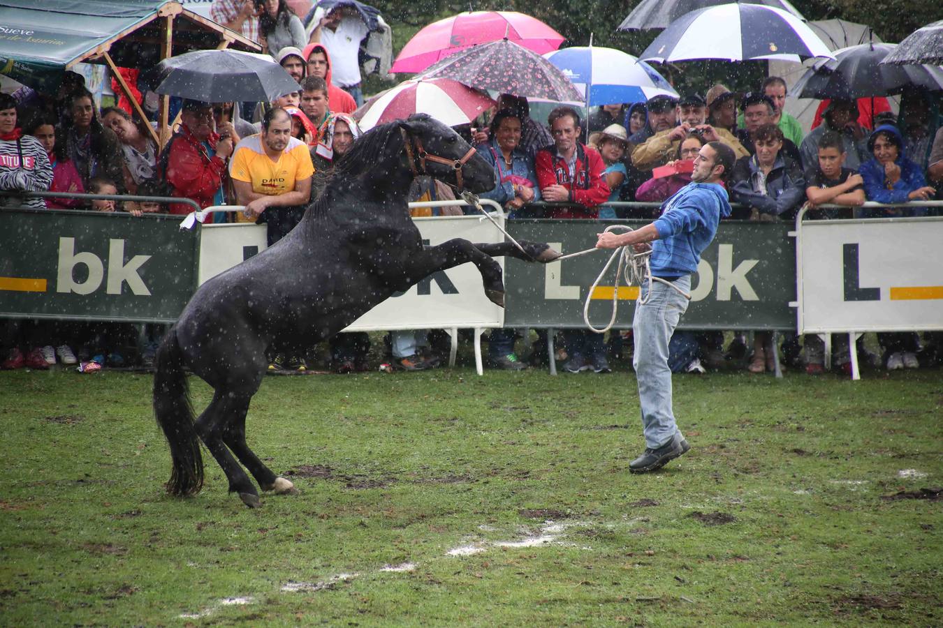 El asturcón permanece indomable