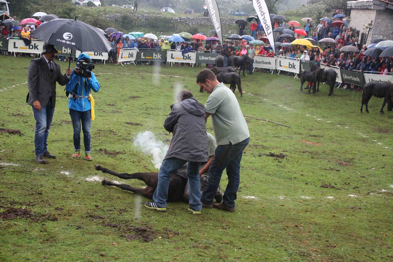 El asturcón permanece indomable