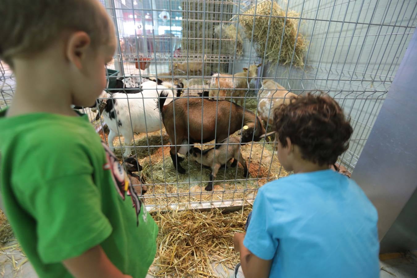 Más que vacas y toros en el Concurso de Ganado de San Agustín