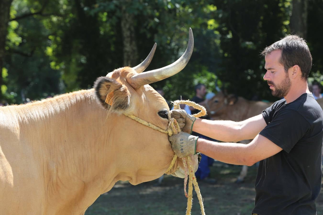 Más que vacas y toros en el Concurso de Ganado de San Agustín