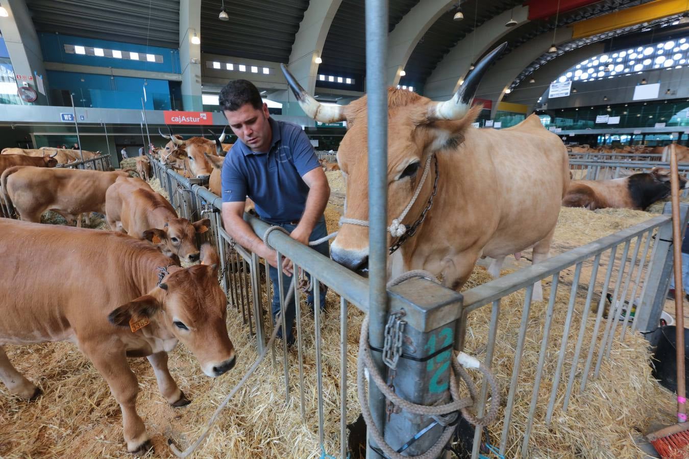 Más que vacas y toros en el Concurso de Ganado de San Agustín