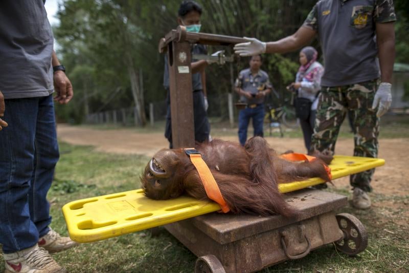 Al médico antes de volver a casa