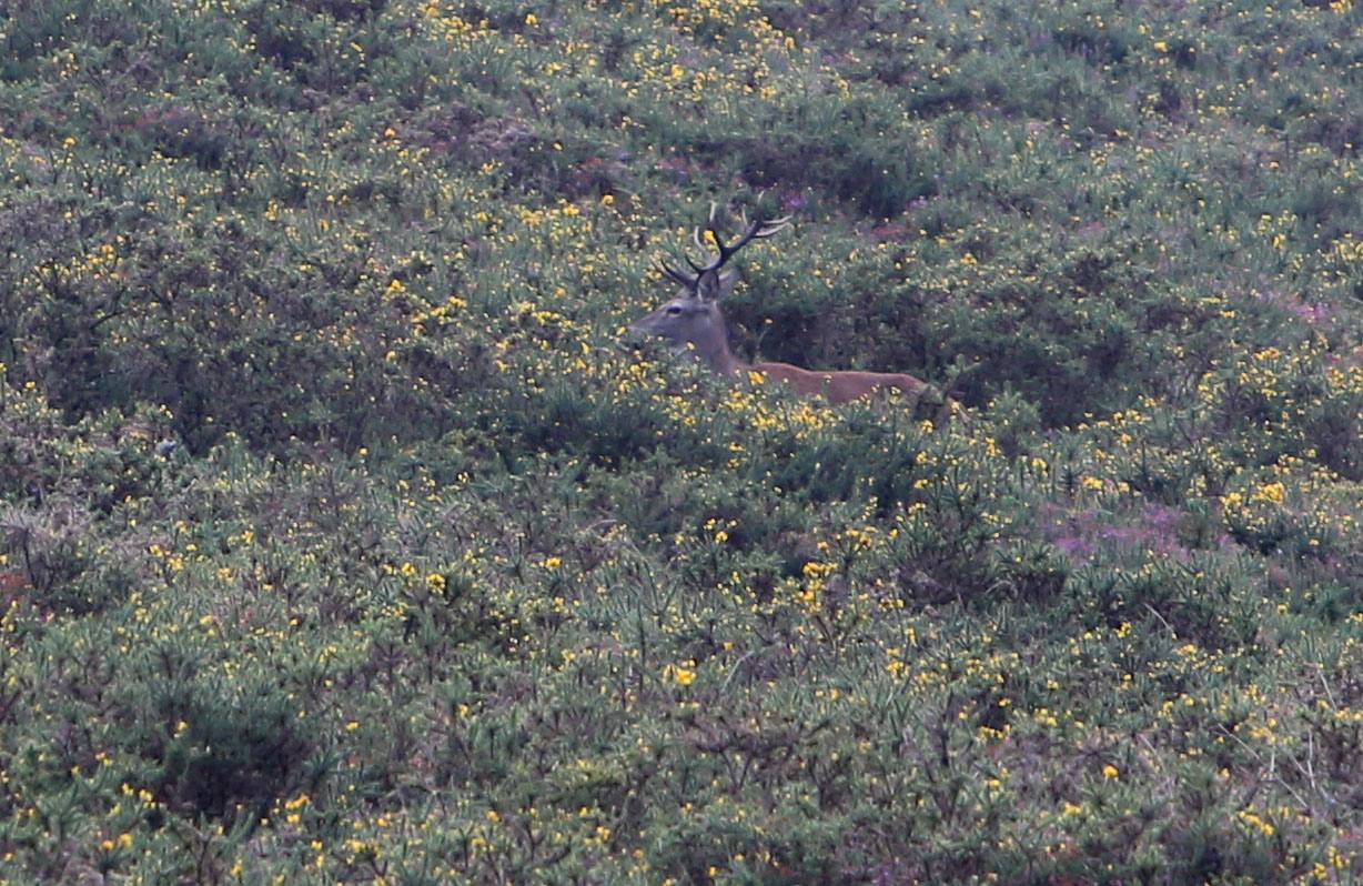 Venado en los montes de Peñamayor. Selección de imágenes del otoño de los fotógrafos de EL COMERCIO.