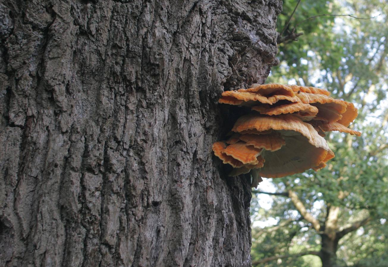 Carbayera del Tragamón. Selección de imágenes de los fotógrafos de EL COMERCIO.