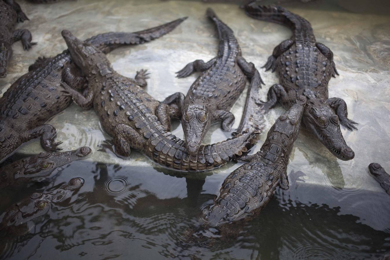 Cocodrilos sin comida en Honduras