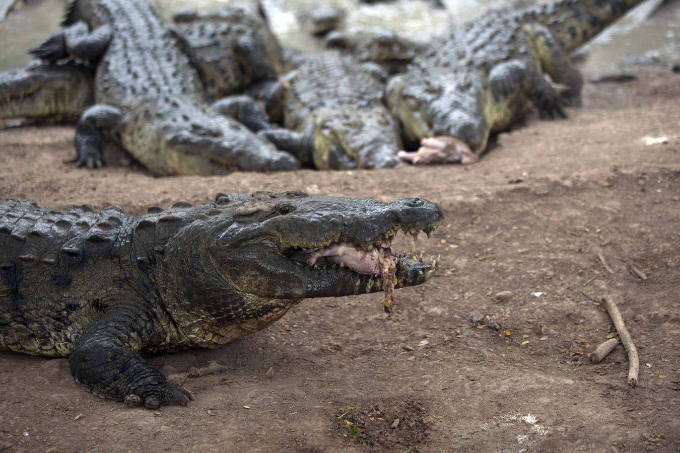 Cocodrilos sin comida en Honduras