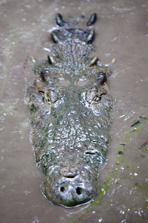 Cocodrilos sin comida en Honduras