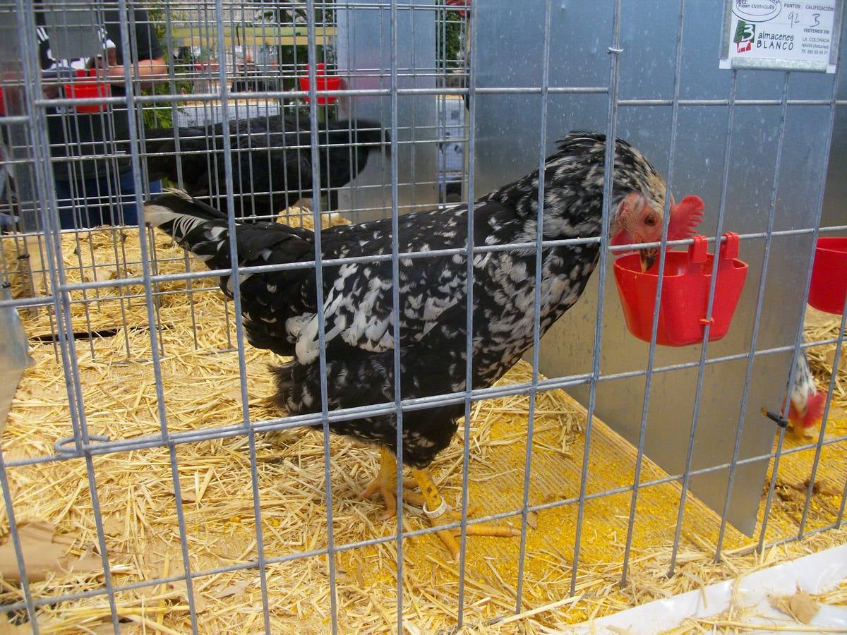 XII Exposición Internacional de Avicultura en Vegadeo