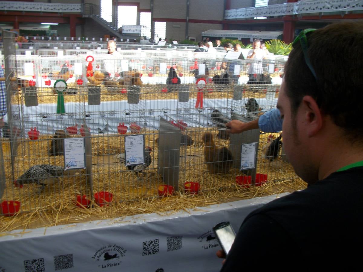 XII Exposición Internacional de Avicultura en Vegadeo