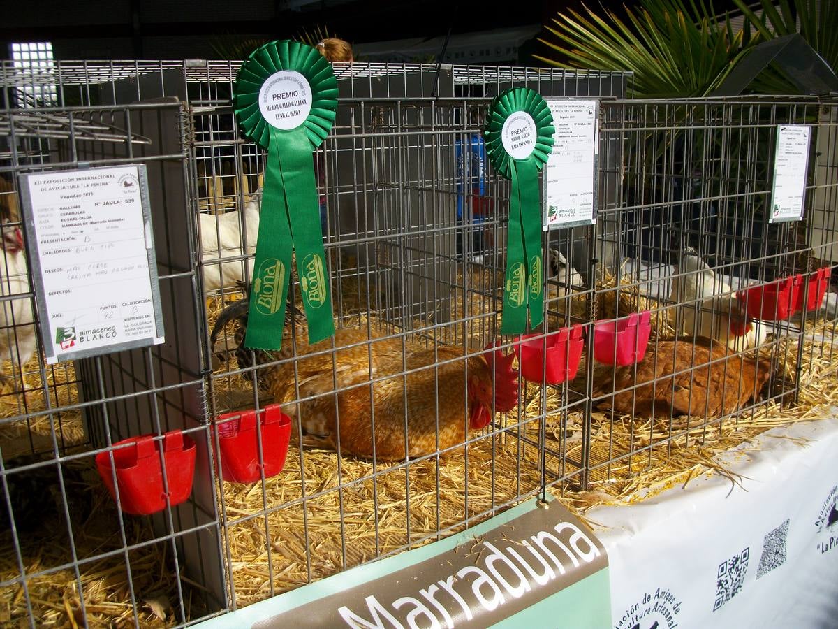 XII Exposición Internacional de Avicultura en Vegadeo