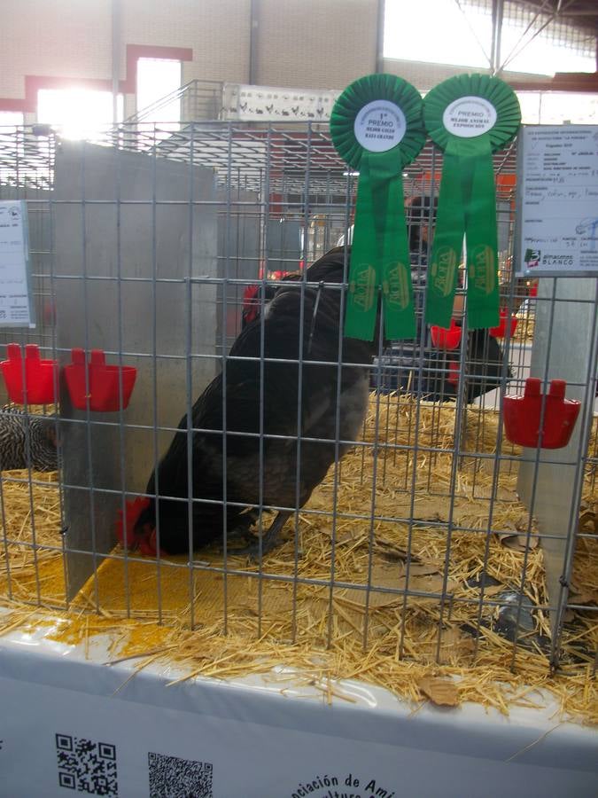 XII Exposición Internacional de Avicultura en Vegadeo