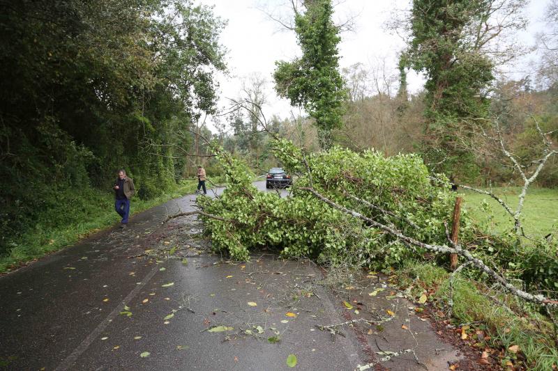 Árbol caído en las cercanías de la playa de Cuevas del Mar, el sábado.
