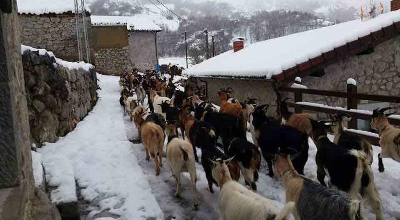 La localidad de Sotres, cubierta de nieve, este domingo.