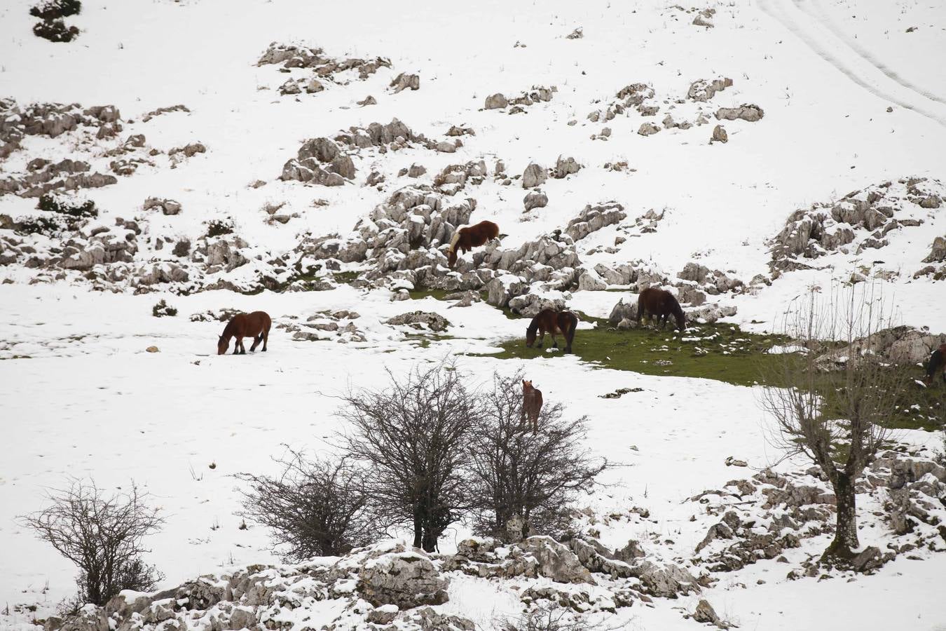 La nieve cubre Asturias