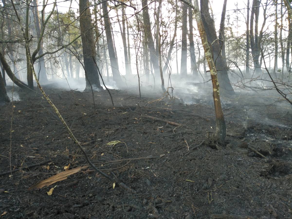 Los efectos del fuego en Coaña