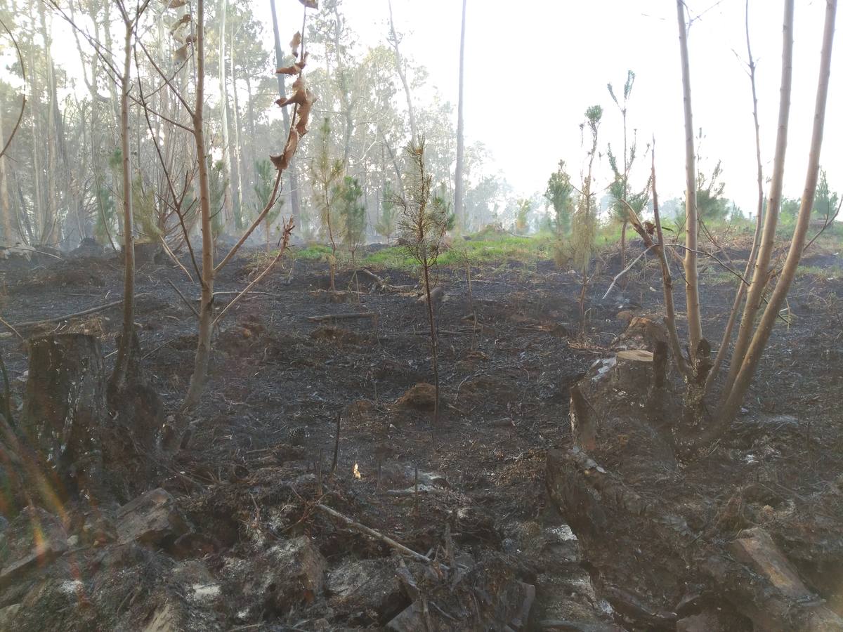 Los efectos del fuego en Coaña