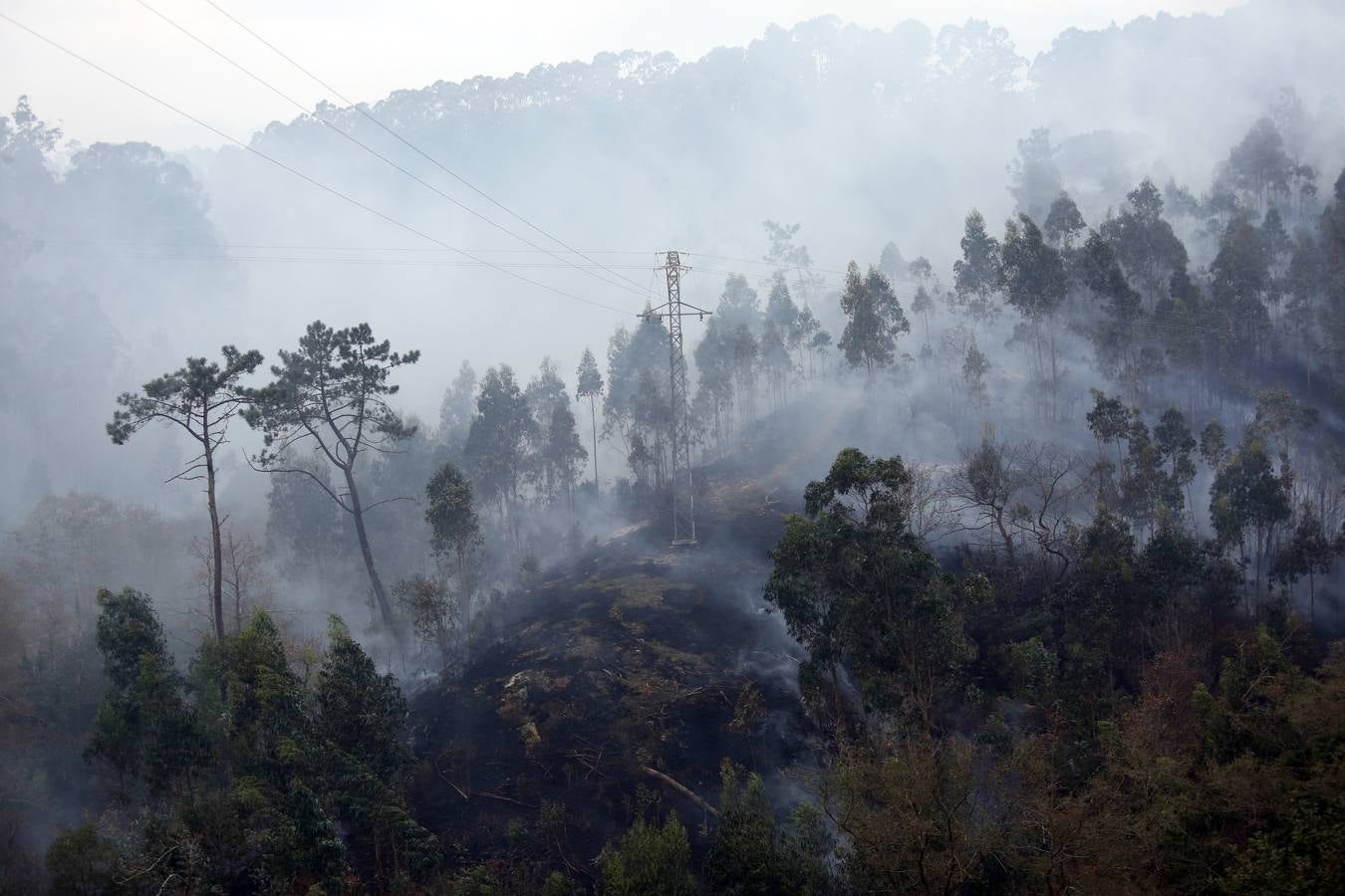 Un bosque calcinado en El Franco.