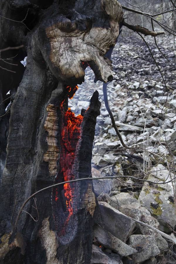 Los daños del fuego en Ponga