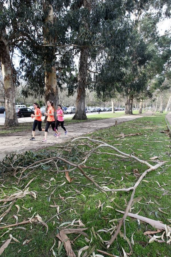 Las consecuencias del fuerte viento en Asturias